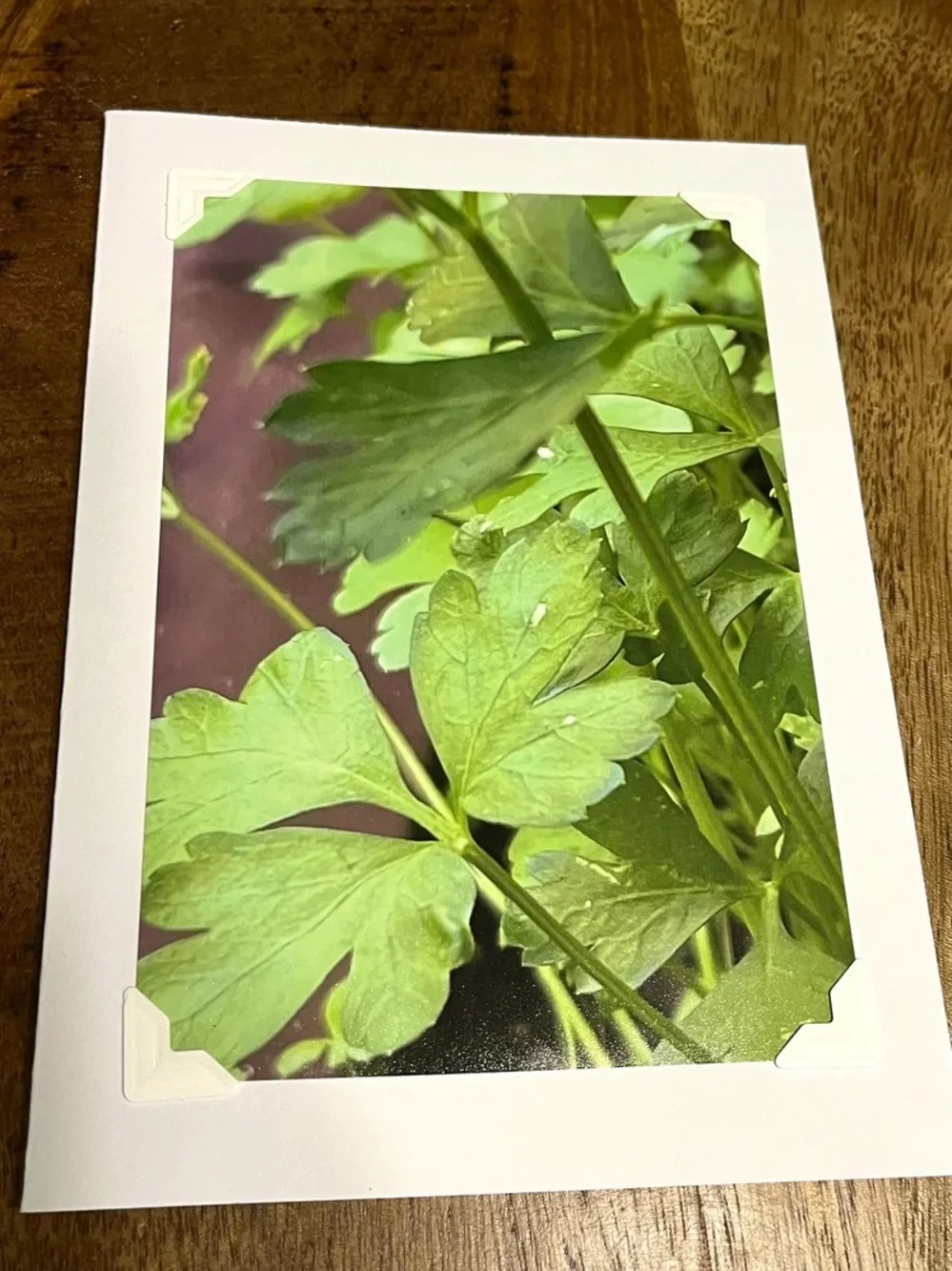 Green Botanical Greeting Cards - Set of 4